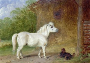 Ein Shetlandpony und ein King Charles Spaniel